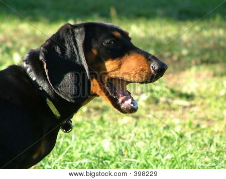 Dachshund