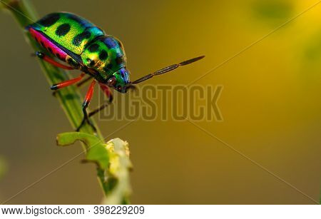 Colorful Of Jewel Beetle Green Lady Bug On Leaf In Nature Background At Thailand, Close Up Green Ins