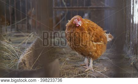 Brown Chickens Are A Household. The Friendly Brown Chickens Are Pets With High Egg Production And Th