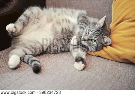 Fat Pet With A Big Belly Lies On Its Back, A Pregnant Cattongue