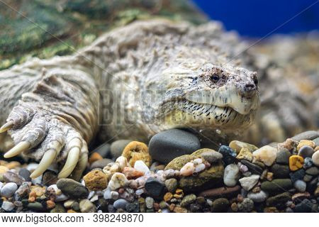 A Snapping Turtle With Large Claws On The Gravel In The Water.