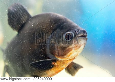 Black Pacu Fish Colossoma Macropomum Swims In The Aquarium