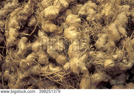 Taiwan Taiwan Ginseng