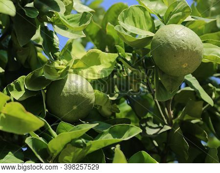 Bunches Of Fresh Green Ripe Lime On Lime Tree Branches In Citrus Garden. Unripe Juicy Lime On Branch