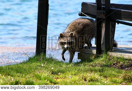 Young Curious Racoon Exploring At Wooden Bridge