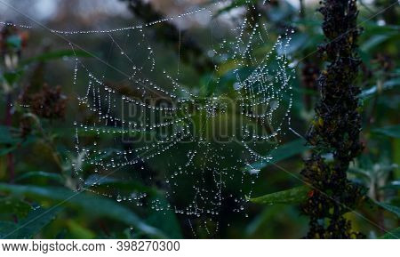 Waterlogged Spiders Web Hanging In Bushes On Cold Winter Morning