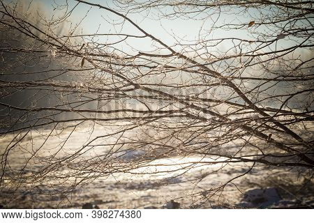 Tree Branches At Sunny Day Beautiful Scene