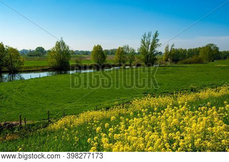 Spring Nature Landscape With Yellow Blossom Of Rapeseed Plants In Betuwe, Gelderland, Netherlands