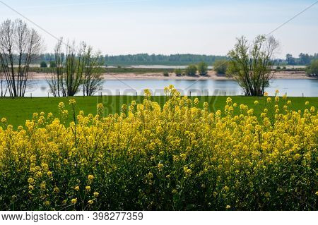 Spring Nature Landscape With Yellow Blossom Of Rapeseed Plants In Betuwe, Gelderland, Netherlands