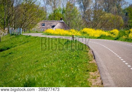 Spring Nature Landscape With Yellow Blossom Of Rapeseed Plants In Betuwe, Gelderland, Netherlands