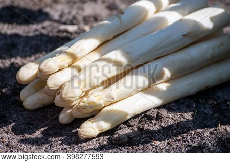 New Harvest Of High Quality Big Dutch Washed White Asparagus Vegetables On Farm