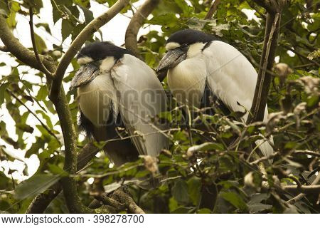 The Boat-billed Heron (cochlearius Cochlearius) In Zoo.