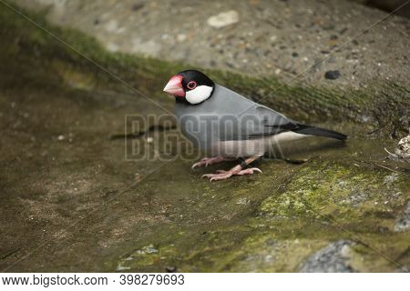 The Java Sparrow (lonchura Oryzivora) In Zoo.