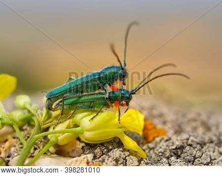 Phytoecia caerulea (longhorn beetle) in natural habitat during mating ritual
