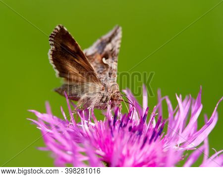 brown moth on beautiful purple blooming flower with green background (Autographa gamma)