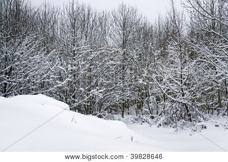 Snowy-Wald-Detail