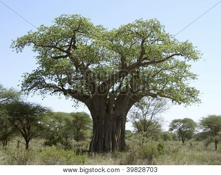 Baobab เครื่องมือแผนภูมิในแทนซาเนีย