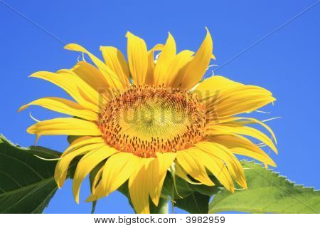 Tournesol
