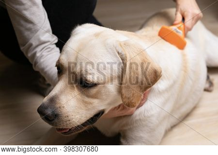 Owner Combs Dog Hair With Furminator Comb At Home