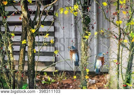 Fieldfare Birds On The Hawthorn Branches With Berries In Autumn.turdus Pilaris Is A Member Of The Th