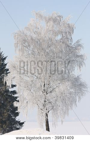 Raureif auf einer Birke.