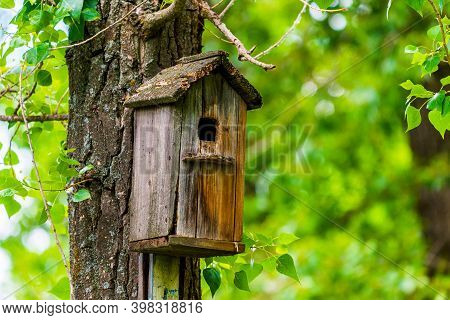 Starling At The Entrance To The Wooden Starling House Or Birdhouse.
