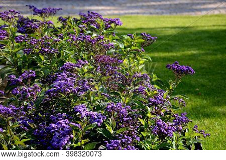 They Shoot Their Leaves Behind The Sun. The Leaves Are Dark Green In Color, Coarsely Hairy And Deepl