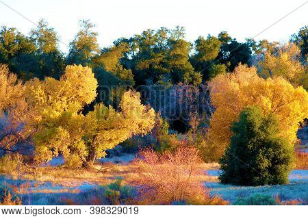 Cottonwood Tree Leaves Changing Colors During Autumn On A Dry Creekbed Taken At A Riparian Woodland 