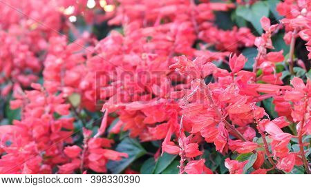 Colorful Flower.flower For Postcard Beauty Decoration And Agriculture Concept Design. Beautiful Flow
