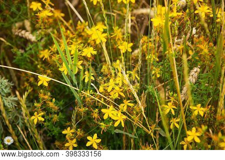 A Beautiful Yellow St. Johns Wort In The Middle Of A Wheat Field, Close-up