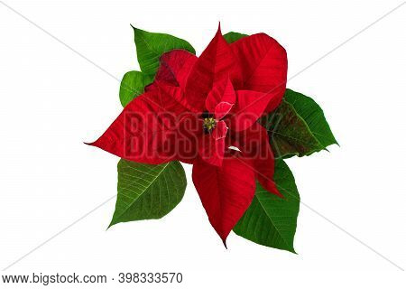 Christmas Eve Flower Isolated On White. Poinsettia Or Flor De Pascua. Red Euphorbia Pulcherrima Plan