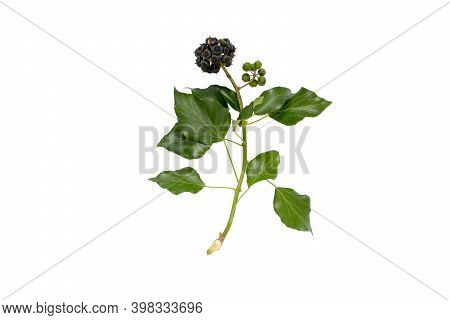 Commom Ivy Branch With Leaves And Fruits Isolated On White. Hedera Helix Plant.