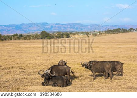 Picturesque herd of buffalo resting in the grass of the savannah. The shores of Lake Nakuru in Kenya. The famous African Big Five