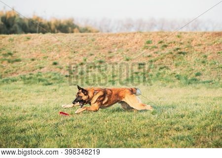 Malinois Dog Play Running With Plate Toy Outdoor In Park. Belgian Sheepdog Are Active, Intelligent, 