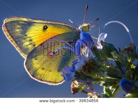 Farfalla retroilluminato