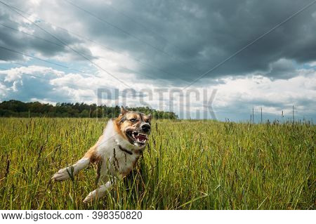Angry Aggressive Mad Dog Running Outdoors In Green Meadow On Camera.