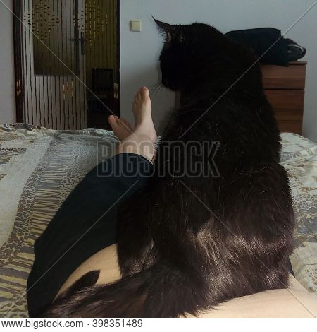 Chomutov, Czech Republic - July 28, 2020: Black Cat Violka In Bedroom