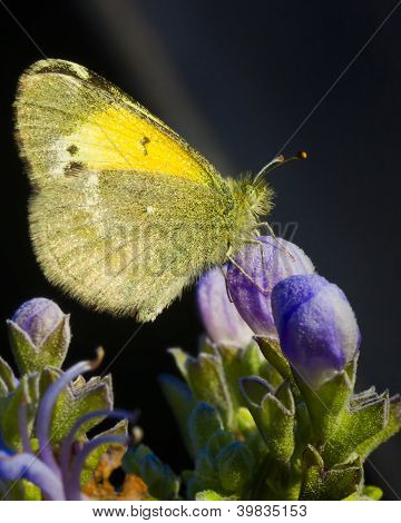 Farfalla peloso