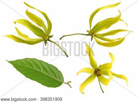 Group Ylang-ylang Flower Isolated On White Background