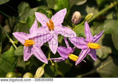 Close Up Solanum Trilobatum Flower In Nature Garden
