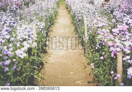 Blooming Purple Magaret Flower In Flora Field