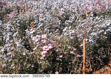 Purple Magaret Flower In Flora Field