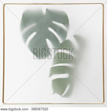 Monstera delicosa plant leaves shadow with golden frame
