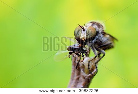 Robberfly
