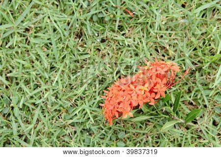 Blomster på plænen
