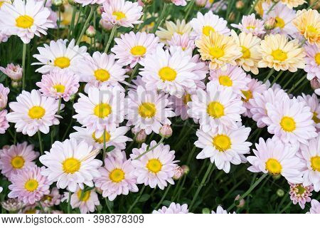 Beautiful Yellow And Purple Chrysanthemum, Chrysanthemum Or Dendranthemum Grandifflora, A Flower Gro