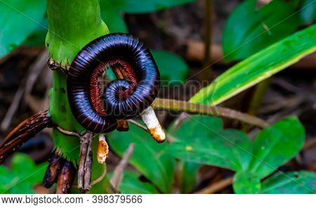 A Giant Millipede With Red Legs Sits Curled Up On A Branch In The Rainforest.
