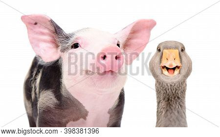Portrait Of Funny Pig And Goose, Closeup, Isolated On White Background