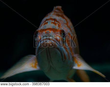 Atlantic Red Fish Swimming In The Sea, Close Up On Black Background Blurred Background.