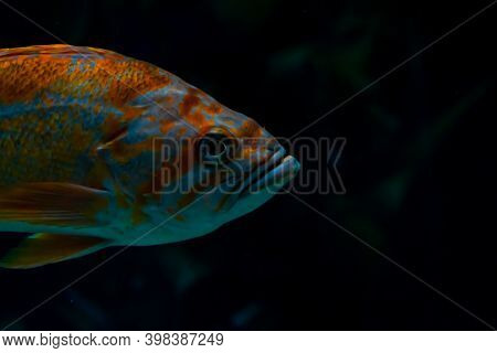Atlantic Red Fish Swimming In The Sea, Close Up On Black Background Blurred Background.